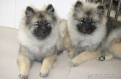毛狮犬,荷兰原产中型犬，忠诚警觉，家庭宠物新宠