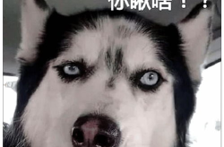 青岛小姐姐遛哈士奇图片,青岛小姐姐与哈士奇欢乐遛弯瞬间